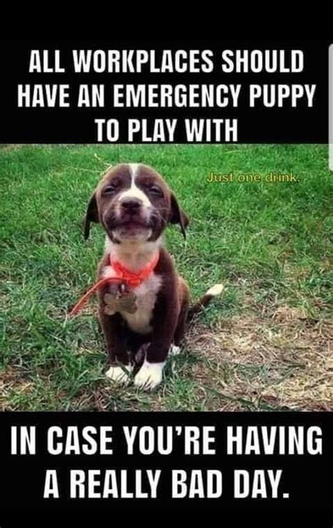 Emergency Work Puppy Dog Jokes Funny Dog Memes Cute Little Puppies