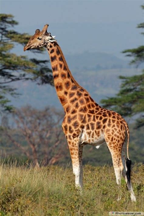 25 Most Beautiful Giraffes Pictures Elsoar Giraffe Pictures