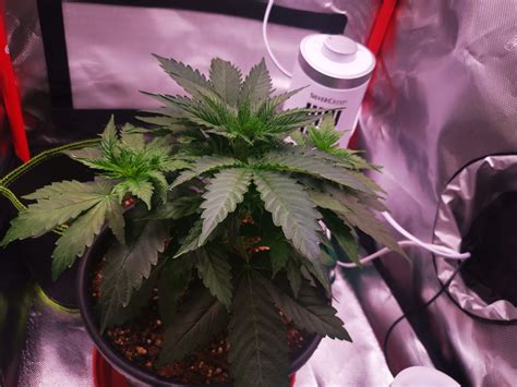 Is She Flowering Grow Question By Bushbanker4 Growdiaries