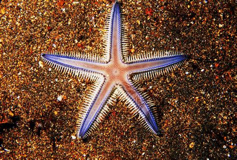 12 Surprising Facts About Starfish