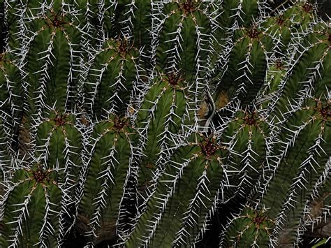 Cactus Background Free Stock Photo Public Domain Pictures