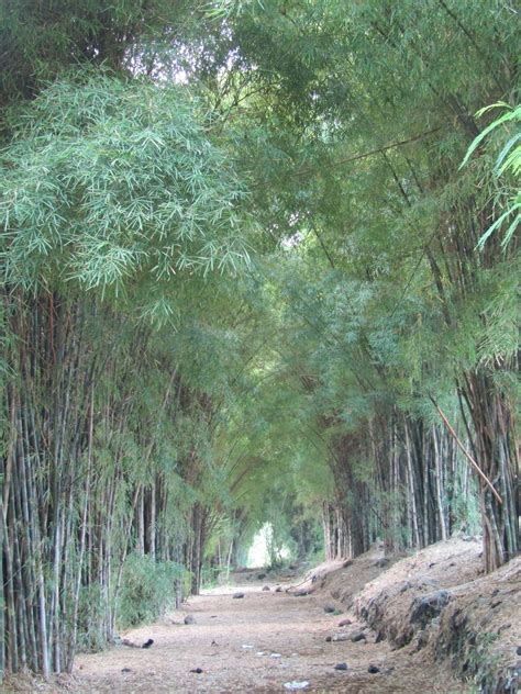 Datang saja ke dusun kemloko, . surabayakeren: Kebun Bambu Keputih, Taman Sakura (Surga ...