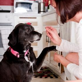 Pet euthanasia is an option. Welcome to Home Pet Euthanasia of Southern California ...