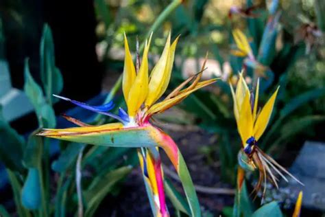 8 Plants That Flowers Look Like Birds Best Plants For Home Gardening