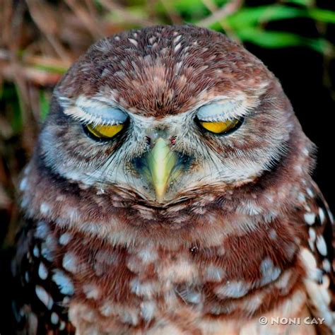 The Infatuation With Burrowing Owls Noni Cay Photography