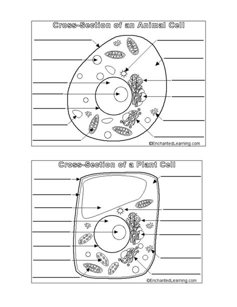 Animal Cell Worksheet Answers