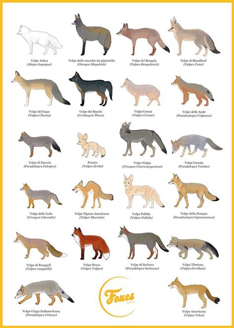 Poster Foxes Species By Claudia Mancuso Via Behance Made By Me