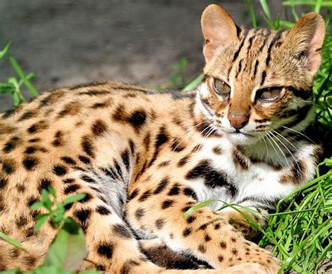 Asian Leopard Cat Is A Small Wild Cat Of South And East Asia Small