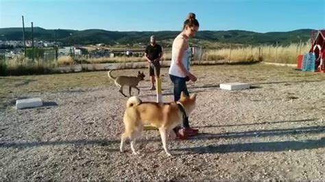Training An Akita Puppy With Distractions Dog Training Youtube