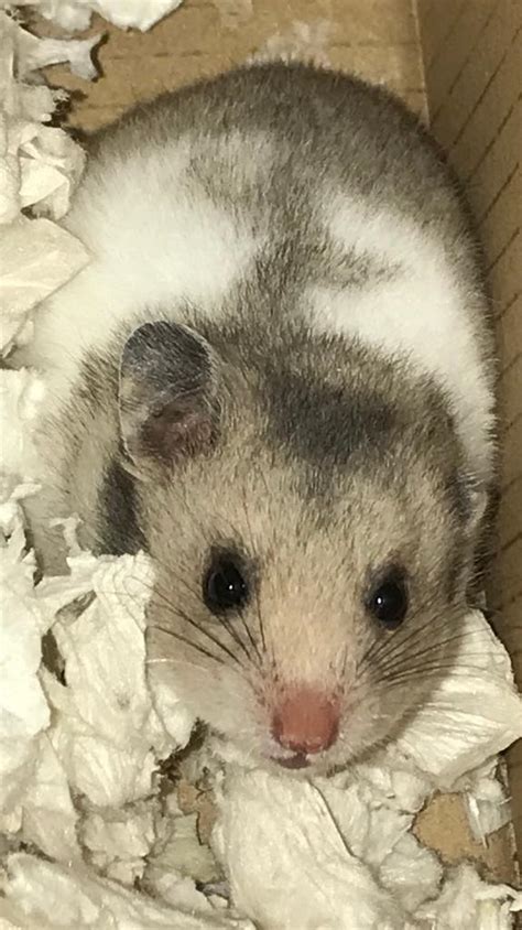 Beautiful And Friendly Baby Syrian Hamsters In Hildenborough Kent
