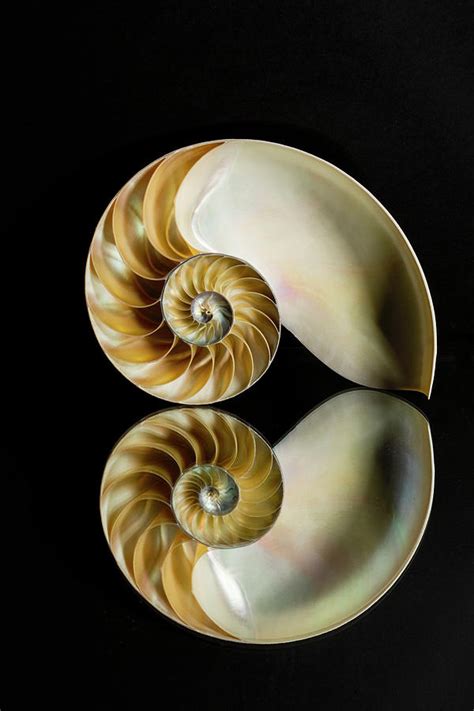 Chambered Nautilus Shell And Reflection Photograph By Adam Jones Pixels