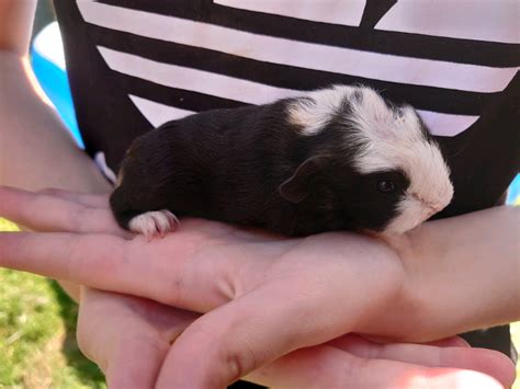 Rare Swiss Baby Guinea Pig To Reserve In Washington Tyne And Wear