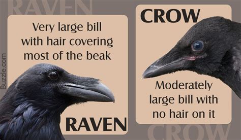 Difference Between Crow And Raven Crows Ravens Crow Raven