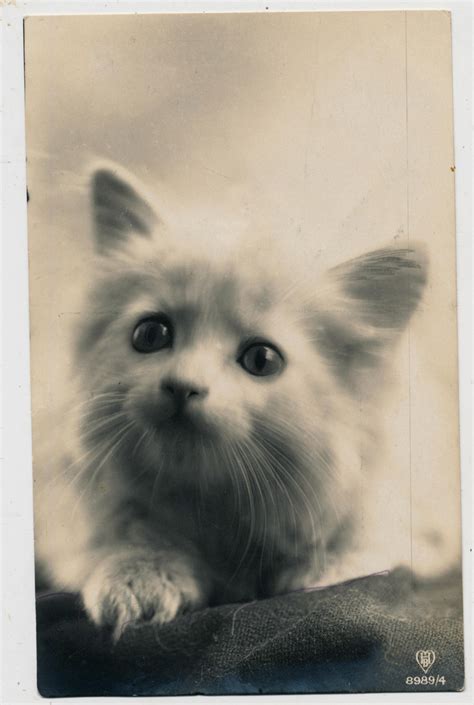 30 Lovely Vintage Snapshots Of Cats From The 1920s