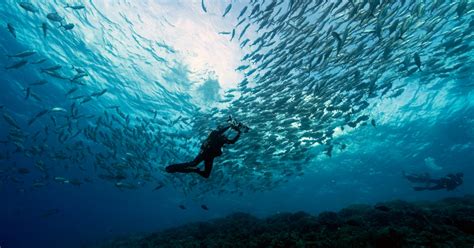 7 Most Incredible Diving Spots In The Philippines Guide To The