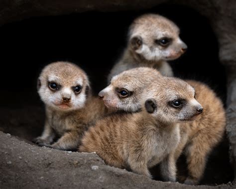 Baby Meerkats Debut At La Zoo Nbc Los Angeles
