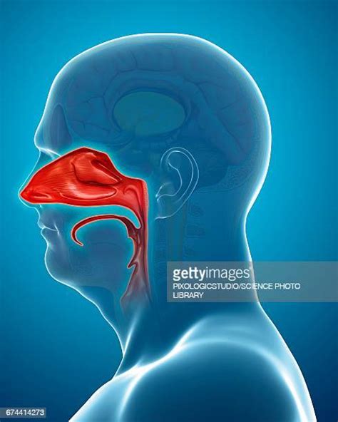 Nasal Cavity Photos And Premium High Res Pictures Getty Images