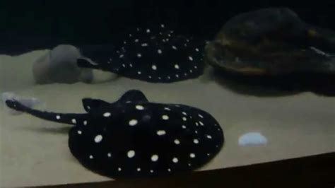 Ocellate River Stingrays At The Toronto Zoo Youtube