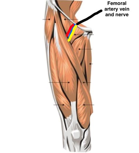 Visit the post for more. Wiring And Diagram: Diagram Of Upper Leg Muscles