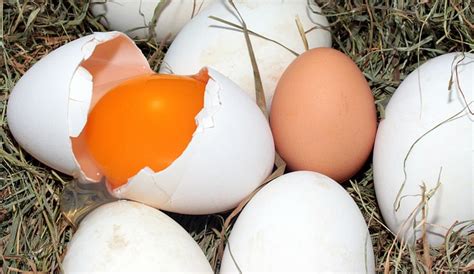 60 ● zum frühstück esse ich fast _ ein ei, manchmal sogar zwei. DARAN erkennst Du, ob die Eier noch gut sind! - news-kiwi.de