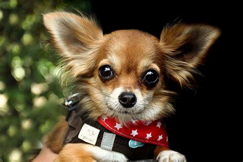 Hd Wallpaper Chihuahua Dog Cute Small Race Chiwawa Fur Charming