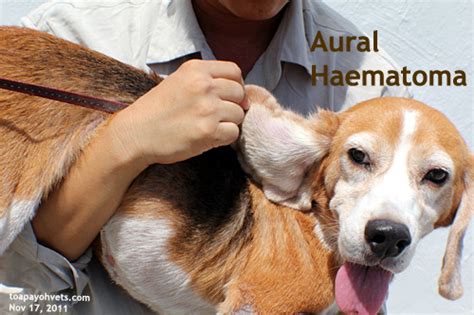 Any swelling can be a sign of infection. veterinary medicine, surgery, singapore, toa payoh vets ...