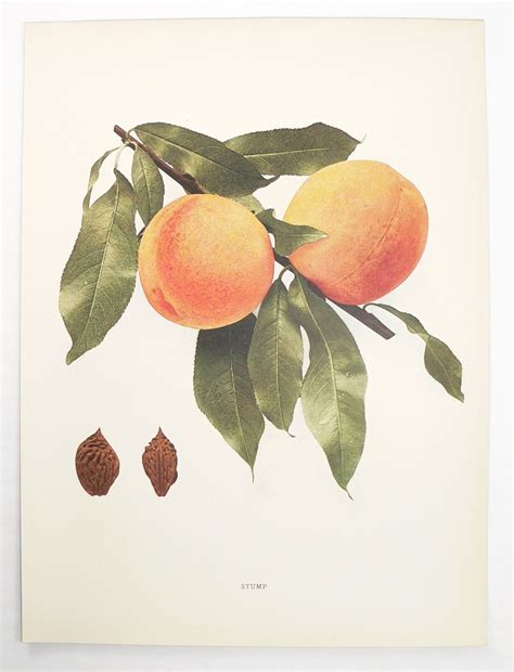 1917 Antique Peach Print Stump Peaches Color Print Vintage Fruit Art