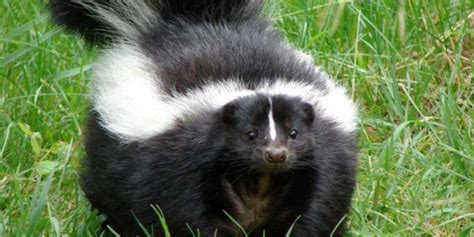 The striped skunk is one of the most feared the spotted skunk, are one of three different species of skunk in the u.s. Skunk removal | Get rid of skunks | Skunk control