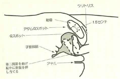 Gスポットの場所を確実に見つけ、イキ狂わせる開発方法まとめ 実は女性も興味津々。gスポットの謎を徹底解明 Forza Style｜ファッション＆ライフスタイル フォルツァスタイル