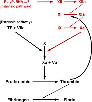 The extrinsic pathway for coagulation starts with the trauma to the vascular wall or surrounding tissue whereas the intrsic pathways starts when there is trauma of the blood, ie when blood comes contact with exposed collagen from damaged endotheli. Initiation phase of hemostasis. The intrinsic pathway ...