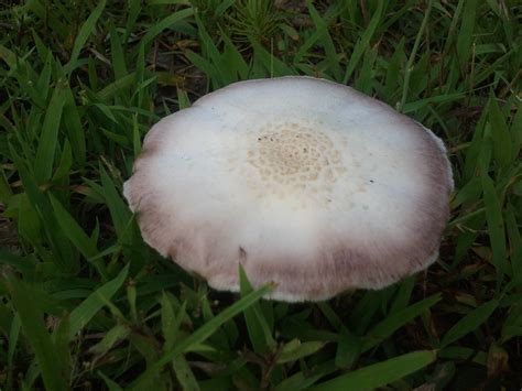 North Georgia Id Help Mushroom Hunting And Identification Shroomery