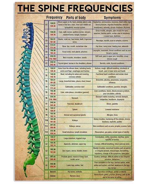 The Spinal Frequencies Chart Chiropractor Spinal Function Vertical Poster Human Spine Anatomy
