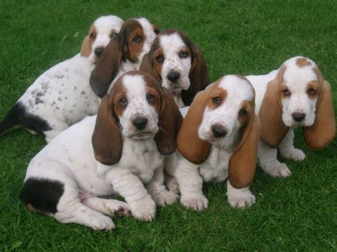 Female will have first round of shots and working , vet checked. Basset Hound Puppies For Sale | Richmond, VA #153916