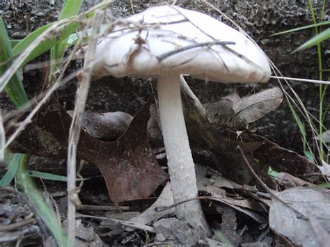 Canopy Roads Of South Georgia Mushroom