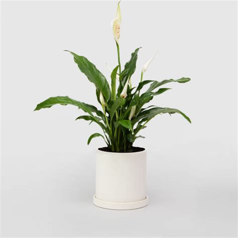 Small Peace Lily Natures Colours Plants And Ts
