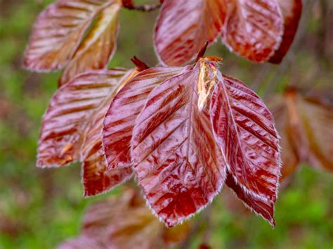 1600 Copper Beech Tree Stock Photos Pictures And Royalty Free Images