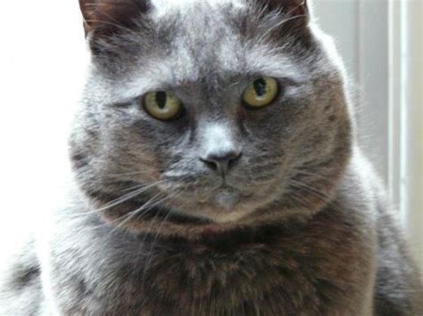 In the meantime, we will try to keep you entertained with updates from our adopted kitties! Adopt Cleo on | Russian blue, Adoption, Cats