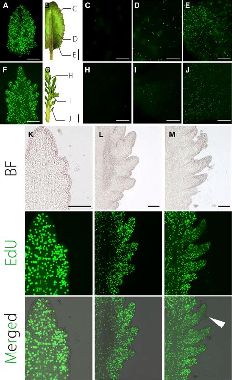Edu Visualization Of Cell Proliferation In Leaves A Cell