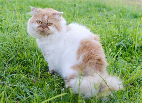 Kidney stones can range from a mild to deeply painful condition in cats. Kidney Stones in Cats | PetMD