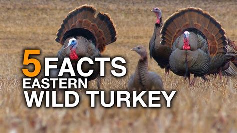 5 Facts Wild Turkey True Facts Youtube