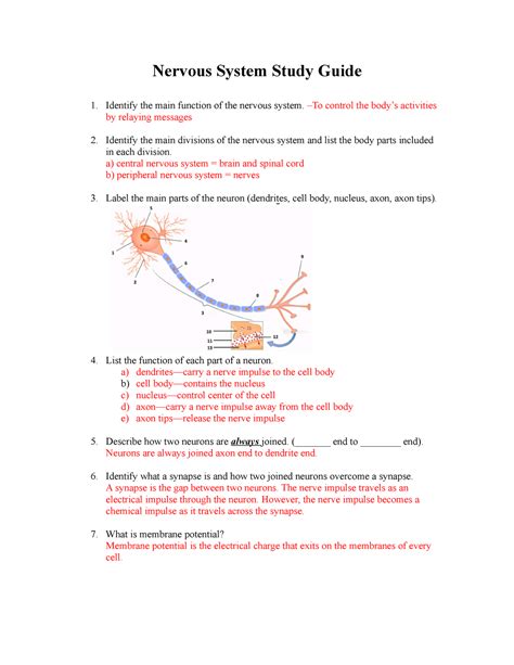 Nervous System Study Guide Answers Nervous System Study Guide