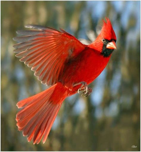 Cardinal In Flight Pretty Birds