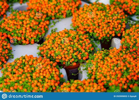 View Of A Coral Bead Plant Nertera Granadensis Stock Photo Image Of