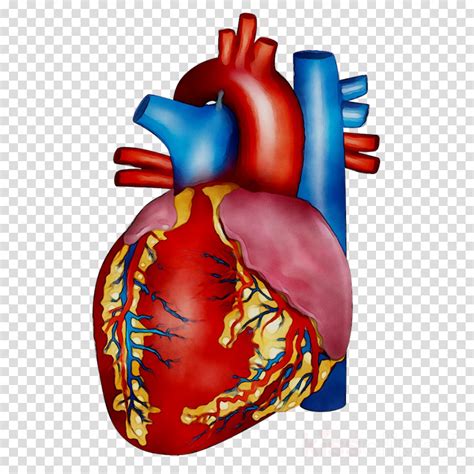 Human Heart Background Clipart Heart Transparent Clip Art