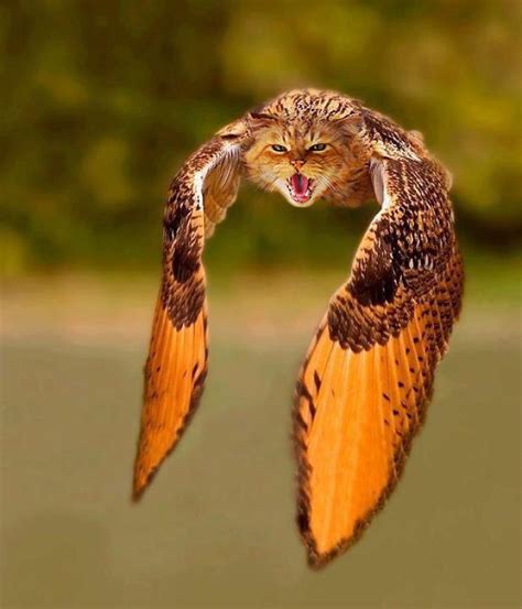 68 Unusual Cat And Bird Hybrids Bred In Photoshop Add Yours Owl