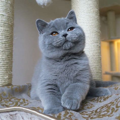 Pin By Avrtatiana On British ️cats ️ Cute Cats Baby Cats Beautiful Cats