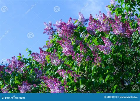 Lilac Tree At Sunset Stock Photo Image Of Floral Macro 54024878