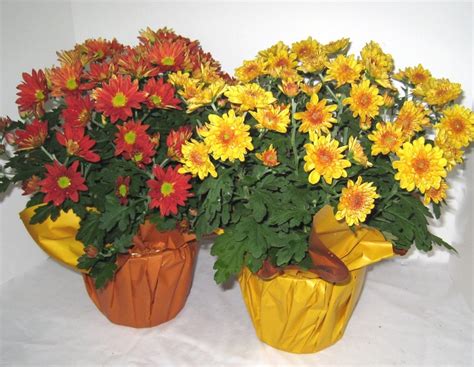 Sell flowers for double their value! Mums (Seasonal) - Pioneer Flower Farms - Wholesale ...
