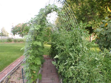 The crop matures gradually over a relatively. Maintaining August Garden Gusto | August garden, Green ...