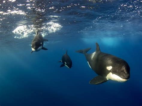 Orcas Water Animals Animals And Pets Orcas Beautiful Creatures